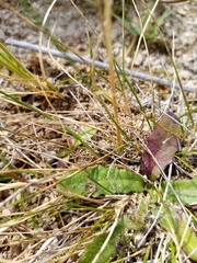Rytidosperma buchananii