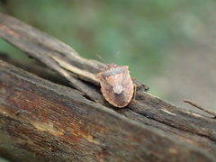 Dendrocoris humeralis