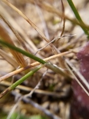 Rytidosperma buchananii