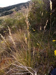 Rytidosperma buchananii