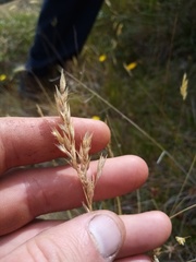 Rytidosperma buchananii