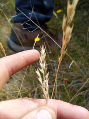 Rytidosperma buchananii