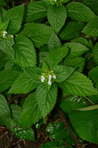 Image of Leucas deodikarii by no rights reserved
