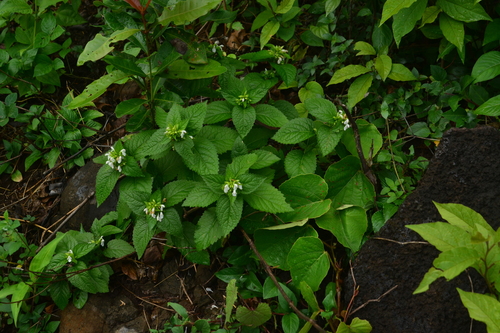Image of Leucas deodikarii by no rights reserved