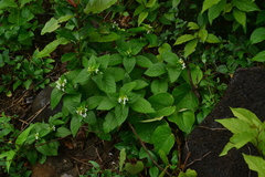 Leucas deodikarii