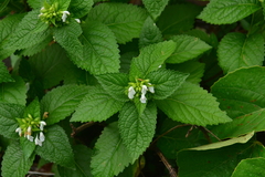 Leucas deodikarii