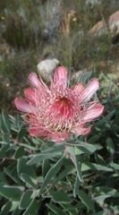 Protea punctata