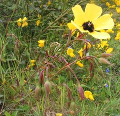Tuberaria globulariifolia