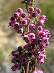 Erica bicolor