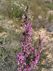 Erica bicolor