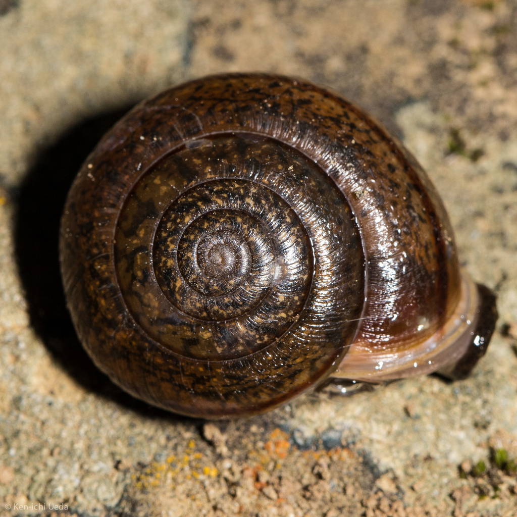 Contra Costa Shoulderband Snail