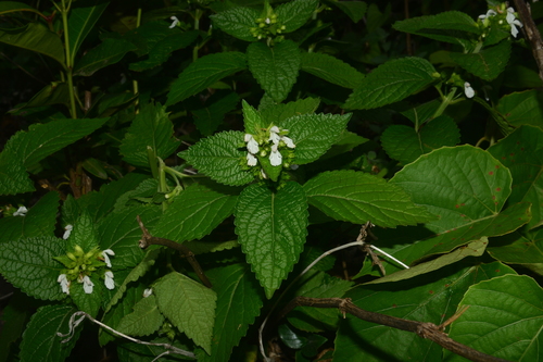 Image of Leucas deodikarii by no rights reserved