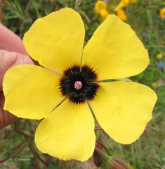 Tuberaria globulariifolia