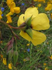 Tuberaria globulariifolia