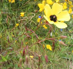 Tuberaria globulariifolia