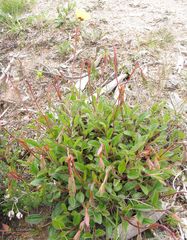 Tuberaria globulariifolia