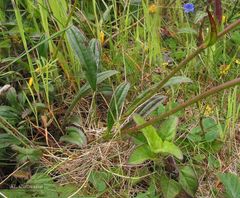 Tuberaria globulariifolia
