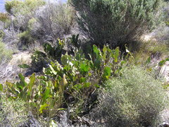 Protea scolopendriifolia