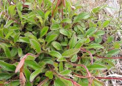 Tuberaria globulariifolia