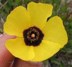 Tuberaria globulariifolia