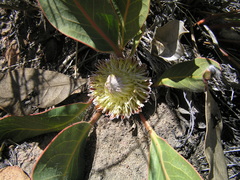 Protea scolopendriifolia