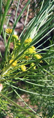 Euryops tenuissimus