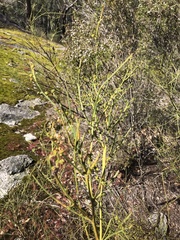 Acacia extensa