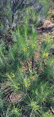 Euryops tenuissimus