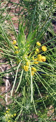 Euryops tenuissimus