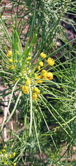 Euryops tenuissimus