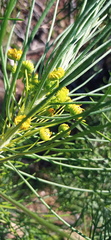Euryops tenuissimus