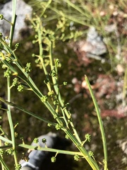 Acacia extensa