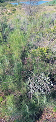 Euryops tenuissimus