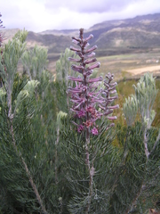 Paranomus bracteolaris