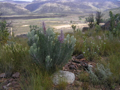 Paranomus bracteolaris