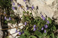 Campanula cespitosa