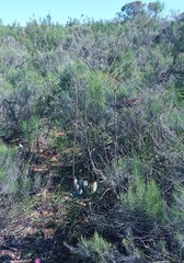 Cotyledon orbiculata spuria