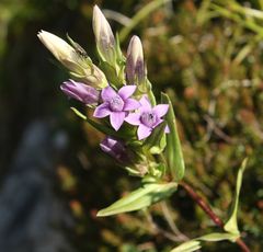 Gentianella anisodonta