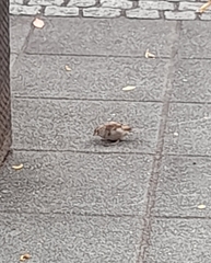 Passer domesticus