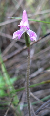 Disperis macowanii
