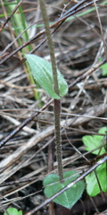 Disperis macowanii