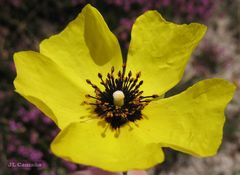 Tuberaria globulariifolia