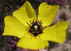 Tuberaria globulariifolia