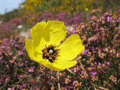 Tuberaria globulariifolia