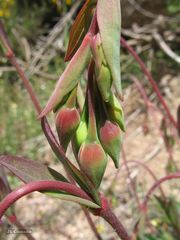 Tuberaria globulariifolia