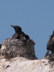 Phalacrocorax neglectus