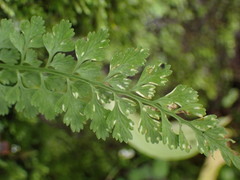 Asplenium tenuicaule