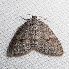 Venusia obsoleta