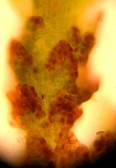 Cephaloziella