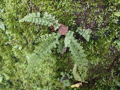 Asplenium tenuicaule